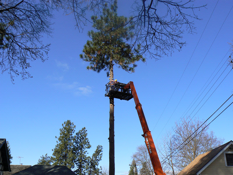Spokane Tree Service Hazard Tree Removal