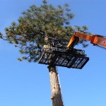 hazard-tree-removal-spokane
