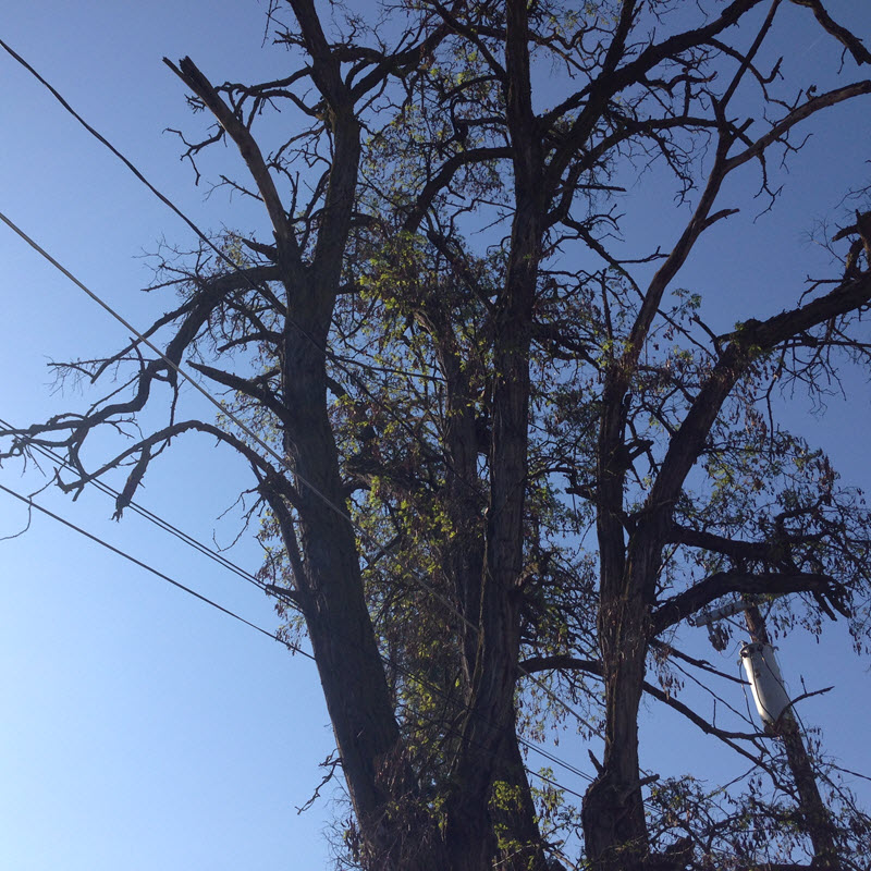 spokane-contractor-hazard-tree-removal-company